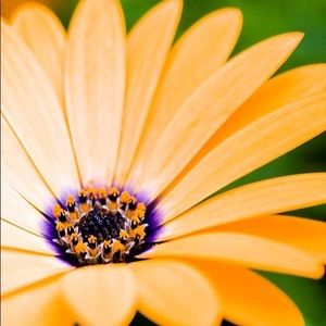 Meet your Posher, Tracy